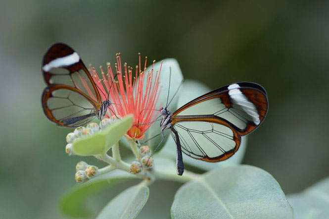 Picture 16 of Deep beams of 'molting' spectacular butterflies