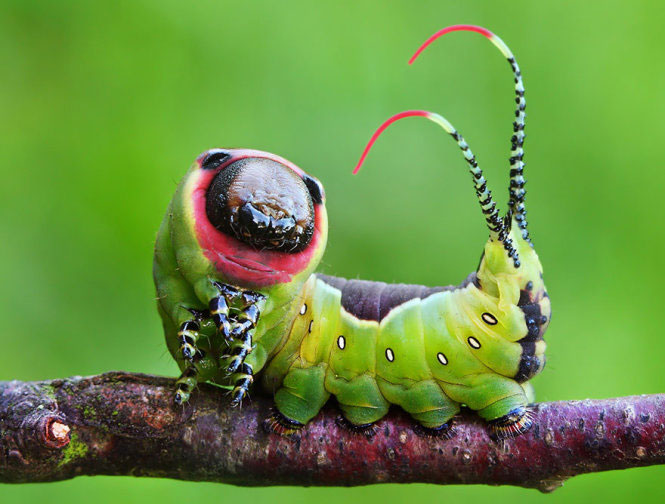 Picture 17 of Deep beams of 'molting' spectacular butterflies