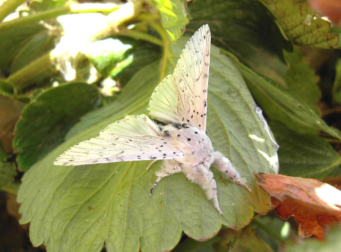 Picture 18 of Deep beams of 'molting' spectacular butterflies