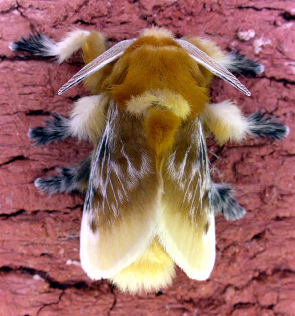 Picture 20 of Deep beams of 'molting' spectacular butterflies