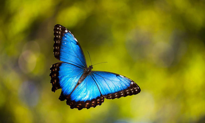 Picture 22 of Deep beams of 'molting' spectacular butterflies