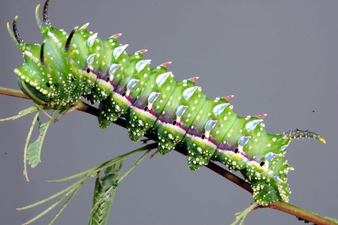 Picture 25 of Deep beams of 'molting' spectacular butterflies