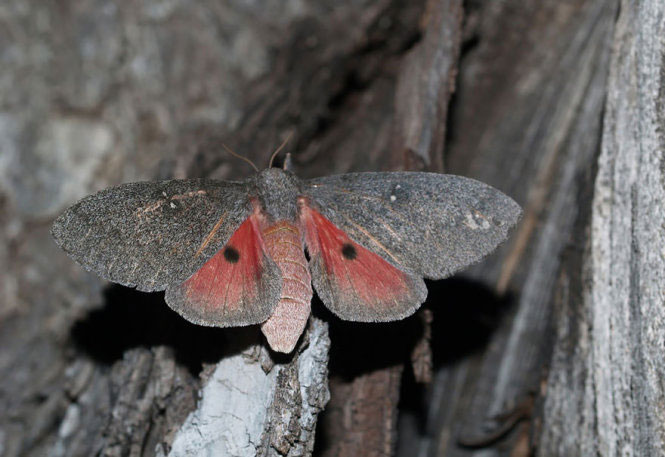 Picture 26 of Deep beams of 'molting' spectacular butterflies