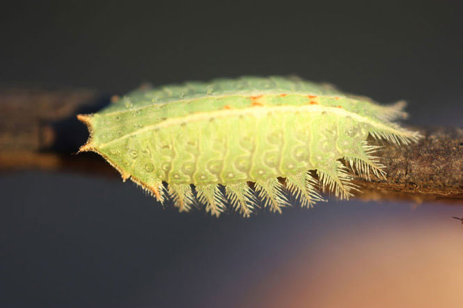 Picture 27 of Deep beams of 'molting' spectacular butterflies