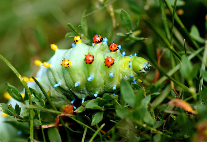 Picture 3 of Deep beams of 'molting' spectacular butterflies