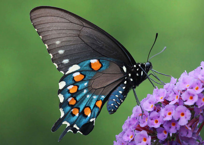 Picture 30 of Deep beams of 'molting' spectacular butterflies