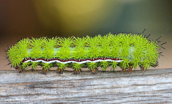 Deep beams of 'molting' spectacular butterflies