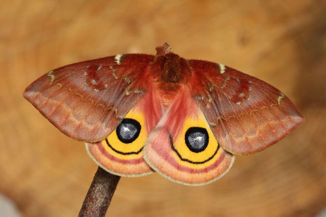 Picture 32 of Deep beams of 'molting' spectacular butterflies