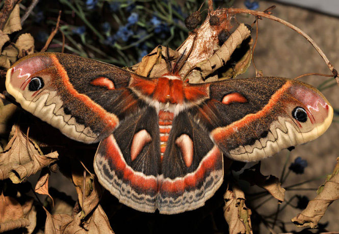 Picture 4 of Deep beams of 'molting' spectacular butterflies