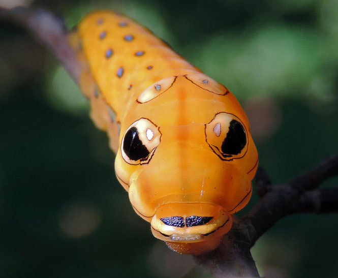 Picture 5 of Deep beams of 'molting' spectacular butterflies