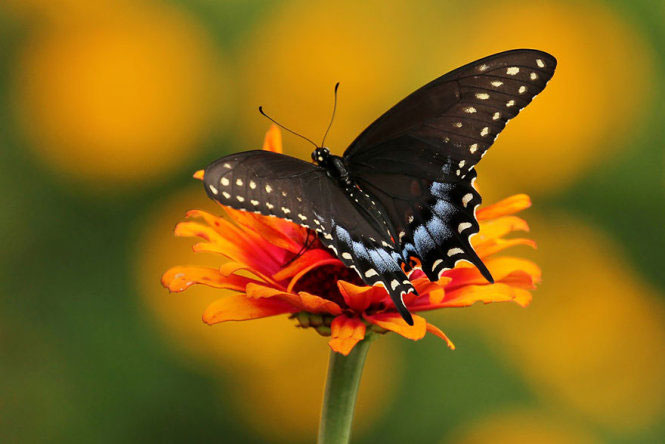 Picture 6 of Deep beams of 'molting' spectacular butterflies