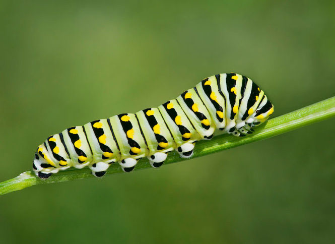 Picture 7 of Deep beams of 'molting' spectacular butterflies