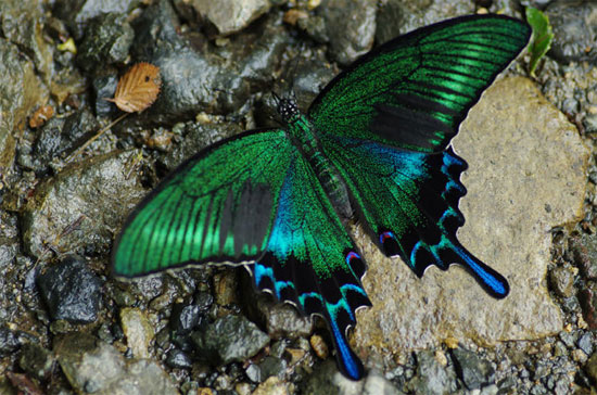 Picture 8 of Deep beams of 'molting' spectacular butterflies