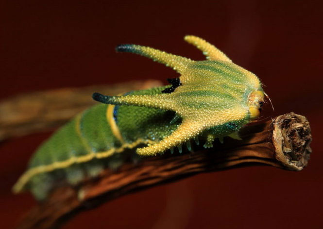 Picture 9 of Deep beams of 'molting' spectacular butterflies