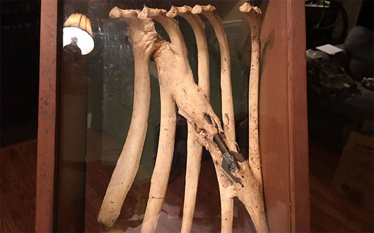 Picture 1 of Deer survive for years with arrows across the ribs