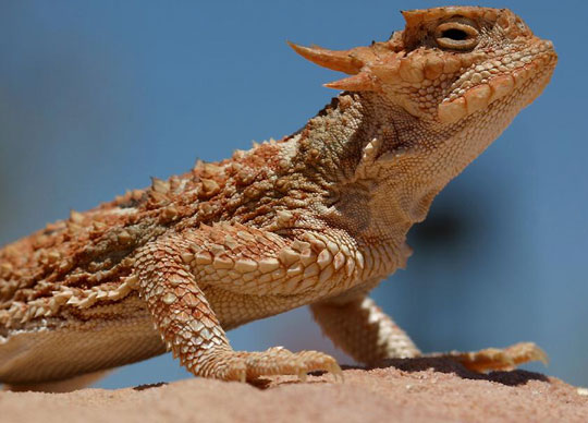 Picture 10 of Defensive 'masters' in nature