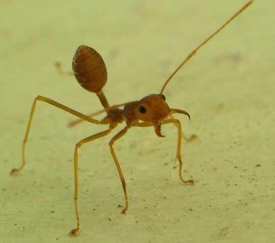 Picture 4 of Defensive 'masters' in nature
