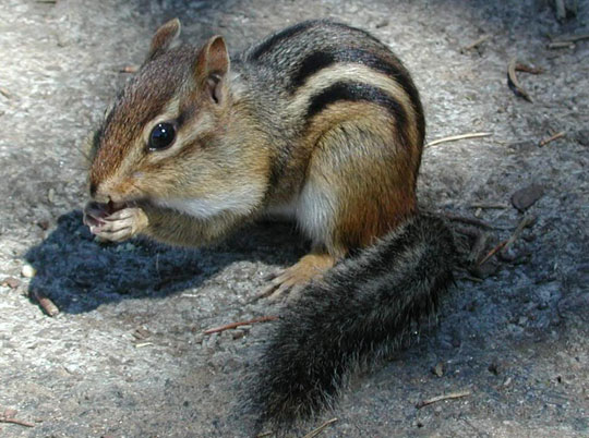 Picture 5 of Defensive 'masters' in nature