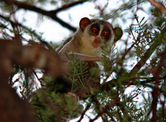 Picture 6 of Defensive 'masters' in nature