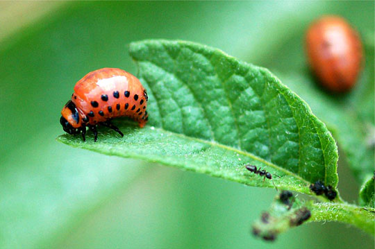 Picture 7 of Defensive 'masters' in nature