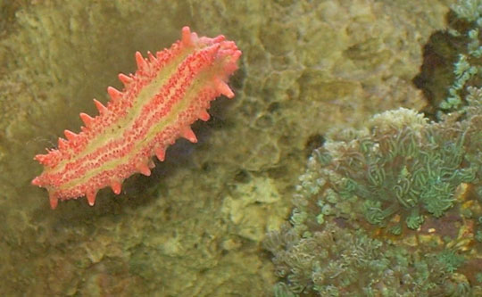 Picture 8 of Defensive 'masters' in nature