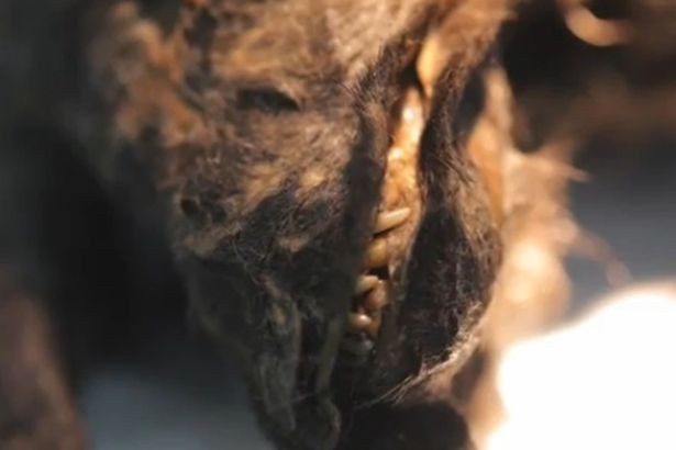 Picture 2 of Defrost the dog's mummy 12,400 years ago to revive