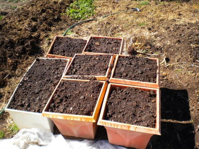 Picture 2 of Delicious mini carrot cultivation at home