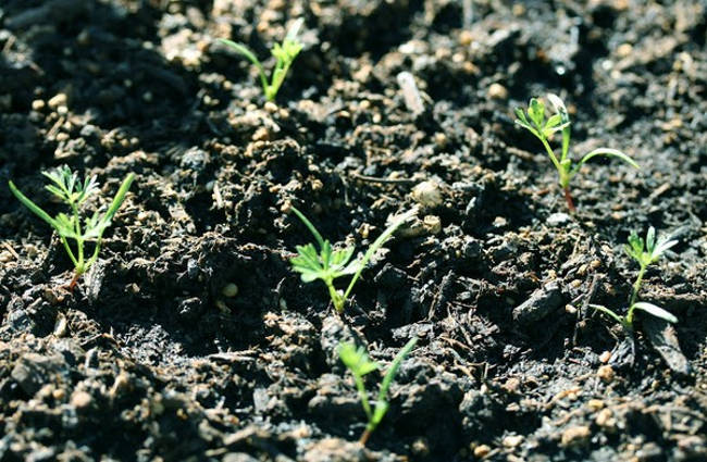 Picture 4 of Delicious mini carrot cultivation at home