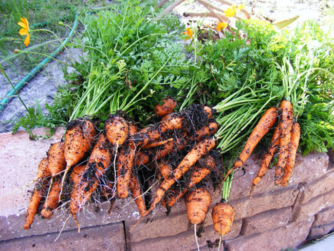 Picture 5 of Delicious mini carrot cultivation at home