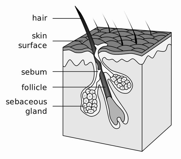 Picture 2 of Demodex - A louse specializing in parasites on ... human face skin