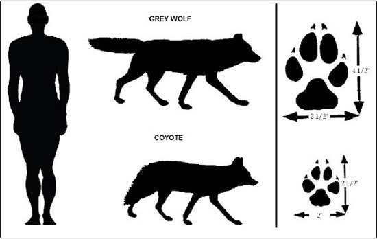 Picture 5 of Demons - mystical creatures disturbing mountain forests