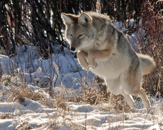 Picture 6 of Demons - mystical creatures disturbing mountain forests