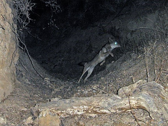 Picture 7 of Demons - mystical creatures disturbing mountain forests