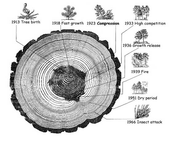 Picture 1 of Dendrochronology - New science subject