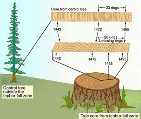 Picture 2 of Dendrochronology - New science subject