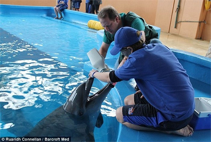 Picture 10 of Dentist ventures to cure teeth for elephants and lions