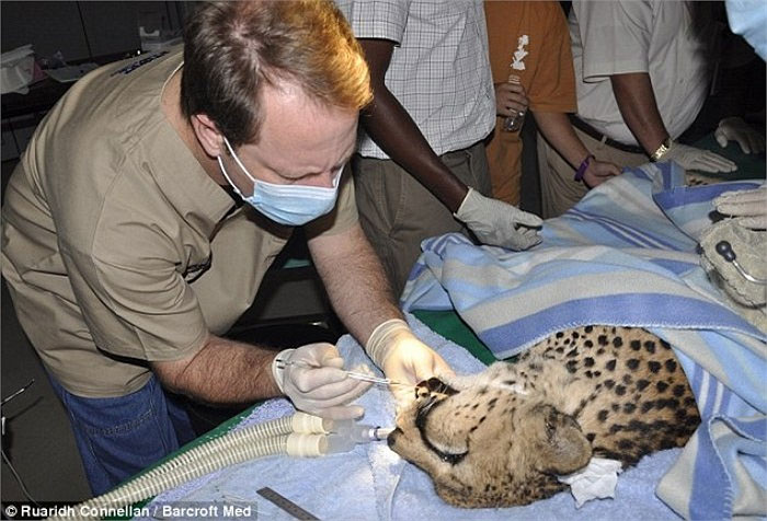 Picture 11 of Dentist ventures to cure teeth for elephants and lions