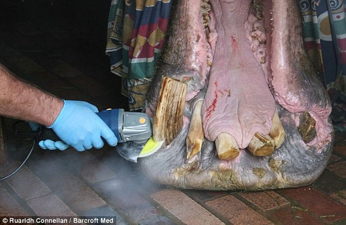 Picture 12 of Dentist ventures to cure teeth for elephants and lions