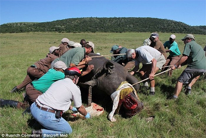 Picture 13 of Dentist ventures to cure teeth for elephants and lions