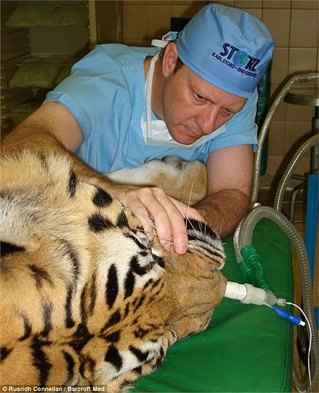 Picture 14 of Dentist ventures to cure teeth for elephants and lions