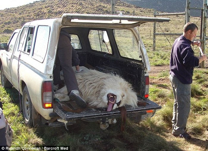 Picture 15 of Dentist ventures to cure teeth for elephants and lions