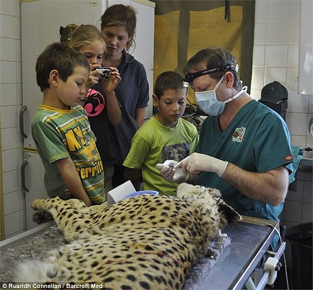 Picture 16 of Dentist ventures to cure teeth for elephants and lions