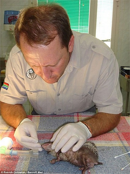 Picture 9 of Dentist ventures to cure teeth for elephants and lions