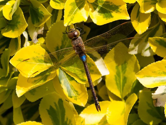 Picture 2 of 'Desert' dragonfly in England