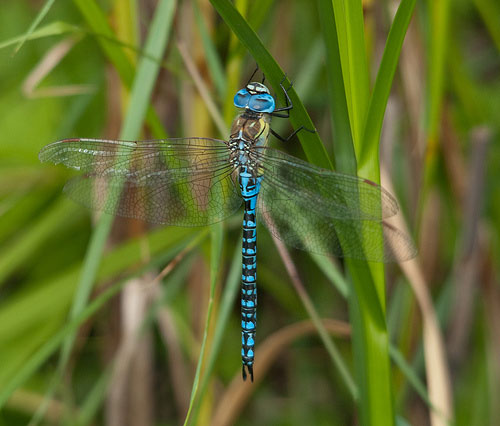 Picture 3 of 'Desert' dragonfly in England