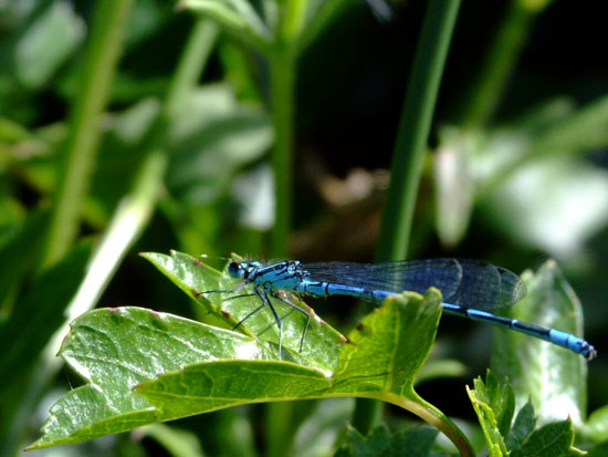 Picture 4 of 'Desert' dragonfly in England
