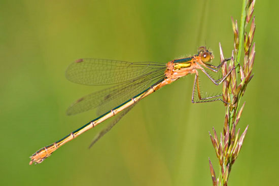 Picture 5 of 'Desert' dragonfly in England