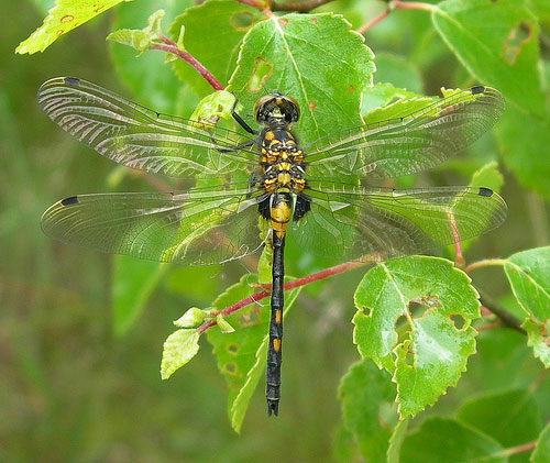 Picture 6 of 'Desert' dragonfly in England