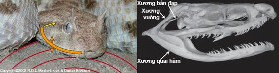 Picture 1 of Desert snakes hear mouse steps with jaws