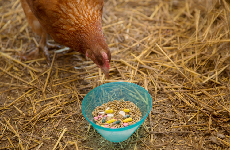 Picture 2 of Despite being a vegetarian, you are still making bacteria become resistant to drugs